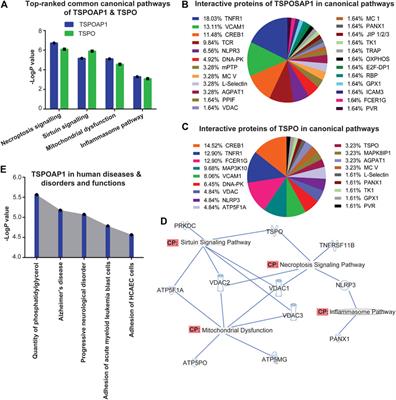 Bioinformatic Analyses of Canonical Pathways of TSPOAP1 and its Roles in Human Diseases